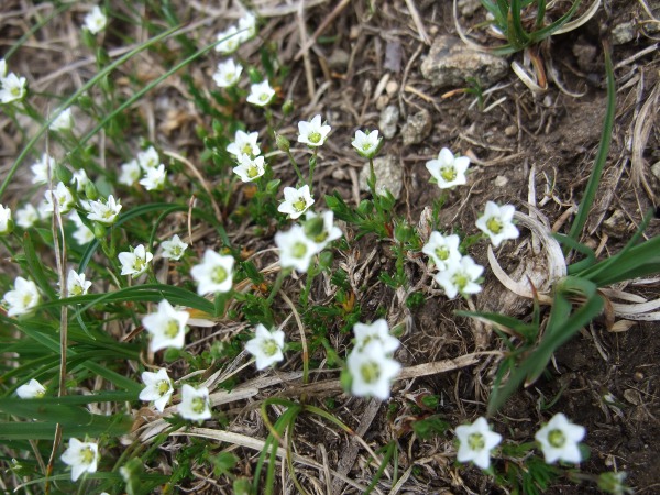 recurved sandwort / Minuartia recurva: Within the British Isles, _Minuartia recurva_ is only found on the Caha Mountains and at one site in the Comeragh Mountains (VCH6).