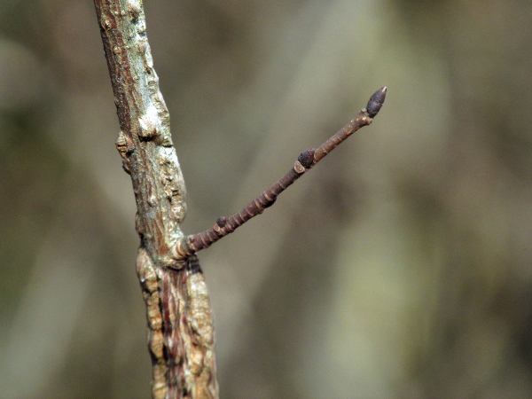 small-leaved elm / Ulmus minor: The corky ridges start to appear on twigs in their second year; the buds are small and dark.