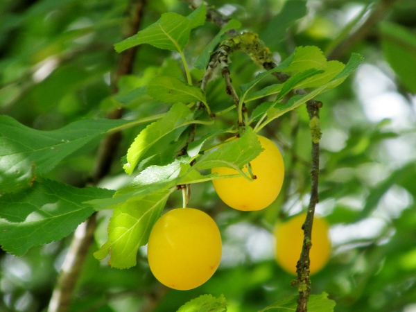 wild plum / Prunus domestica: Cultivars of _Prunus domestica_ include the greengage, bullace and these mirabelle plums.