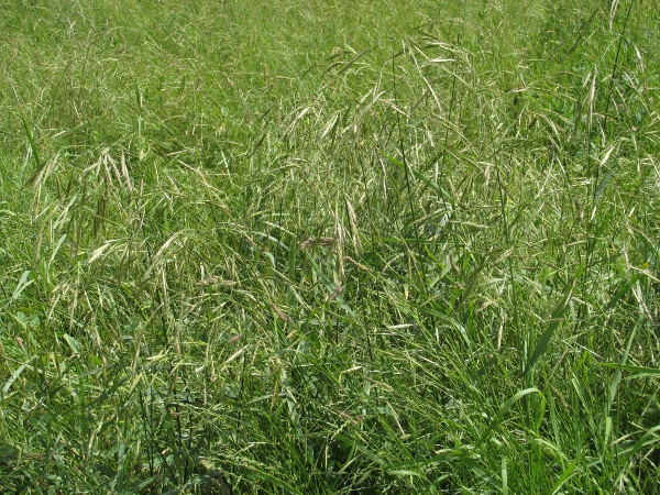 California brome / Ceratochloa carinata: Habitus