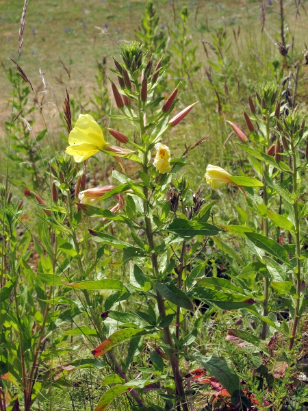 large-flowered evening primrose / Oenothera glazioviana: _Oenothera glazioviana_ is the most frequent evening primrose in the wild in the British Isles, growing in sandy sites both along the coast and inland.