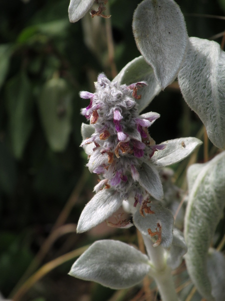 lamb’s-ear / Stachys byzantina: The garden escape _Stachys byzantina_ is even more densely hairy than the rare native _Stachys germanica_, and all its leaves are cuneate at the base.