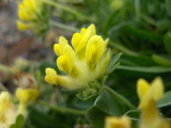 kidney vetch / Anthyllis vulneraria