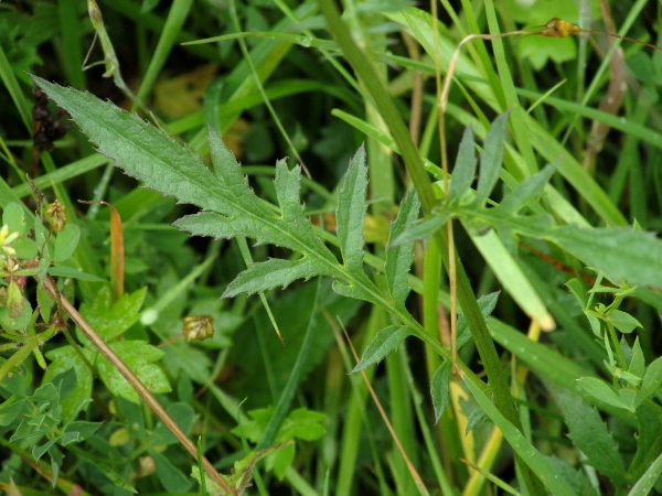 sawwort / Serratula tinctoria: The cut leaves of _Serratula tinctoria_ give it its vernacular name of ‘saw-wort’.