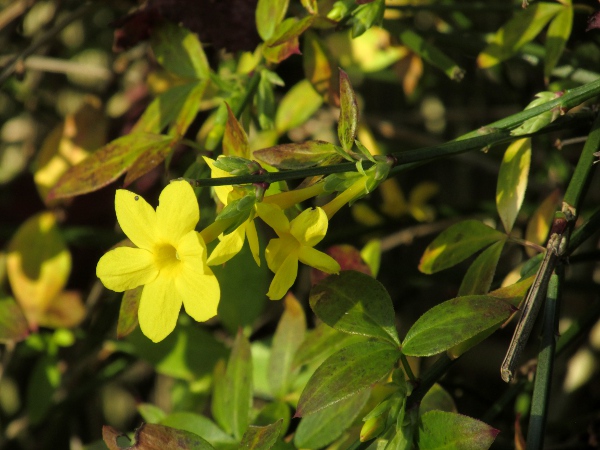 winter jasmine / Jasminum nudiflorum: The 6-parted yellow flowers on _Jasminum nudiflorum_ separate it from all our other shrubs except _Forsythia_, which has flowers in clusters, and usually 4-parted.
