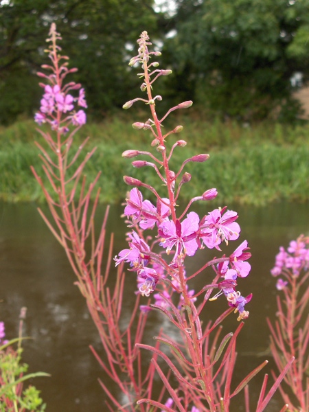 rosebay willowherb / Chamaenerion angustifolium