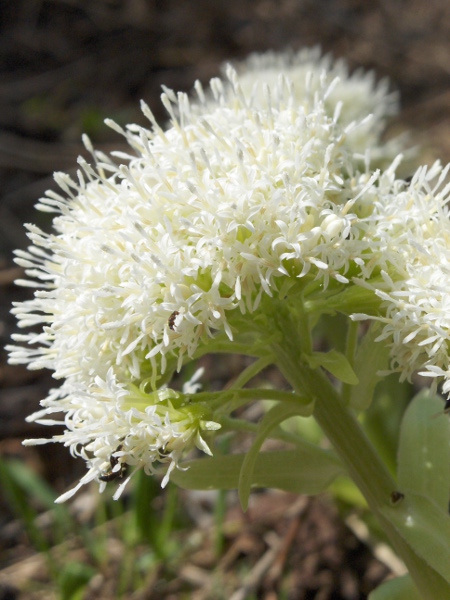 white butterbur / Petasites albus: Inflorescences