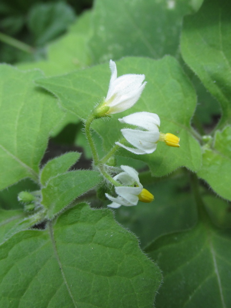 glandular black nightshade / Solanum nigrum subsp. schultesii: _Solanum nigrum_ subsp. _schultesii_ is much rarer than _Solanum nigrum_ subsp. _nigrum_, and has prominent, patent, gland-tipped hairs on the calyx and elsewhere.