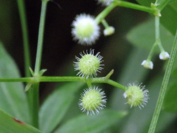 woodruff / Galium odoratum: The fruits of _Galium odoratum_, like those of _Galium aparine_, _Galium spurium_ and _Galium boreale_, but unlike those of _Galium album_, are covered in hooked bristles.