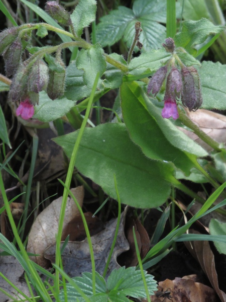 Suffolk lungwort / Pulmonaria obscura: The basal leaves of _Pulmonaria obscura_ are distinctly cordate at the base.