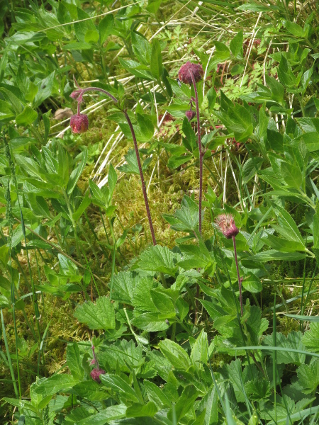 water avens / Geum rivale: _Geum rivale_ grows in damp soils, mostly close to rivers and streams; it is more common in the northern half of the British Isles than in the south.