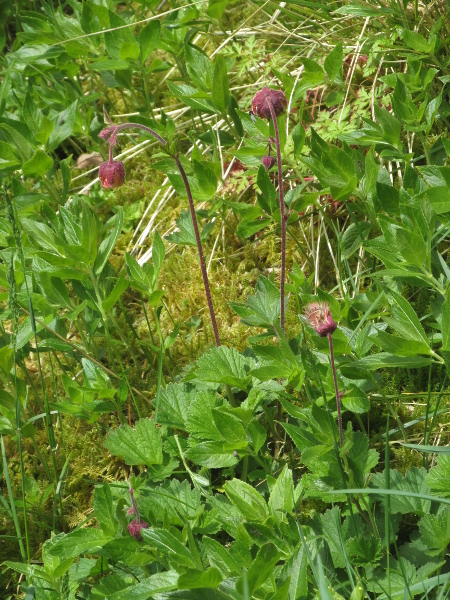 water avens / Geum rivale: _Geum rivale_ grows in damp soils, mostly close to rivers and streams; it is more common in the northern half of the British Isles than in the south.
