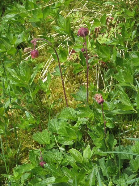 water avens / Geum rivale