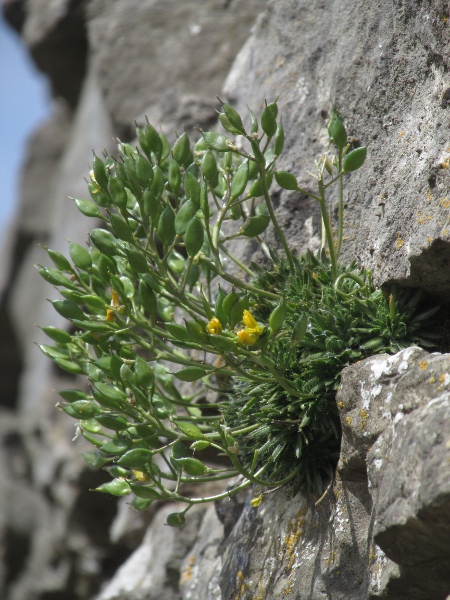 yellow whitlow-grass / Draba aizoides: The fruits of _Draba aizoides_ are short, flattish pods containing seeds in 4 rows (2 per valve).