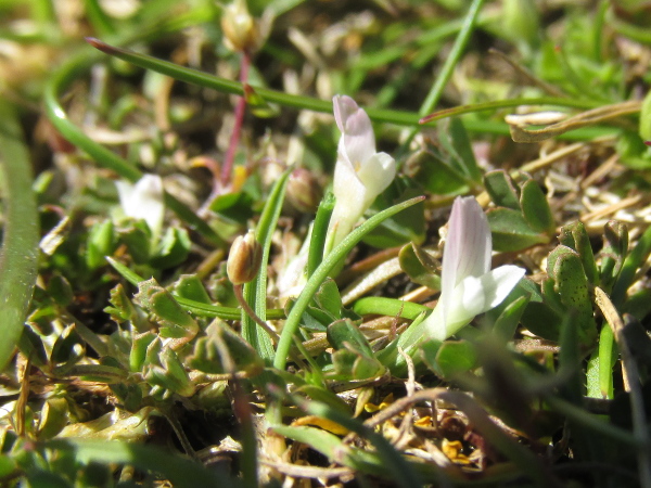 bird’s-foot clover / Trifolium ornithopodioides
