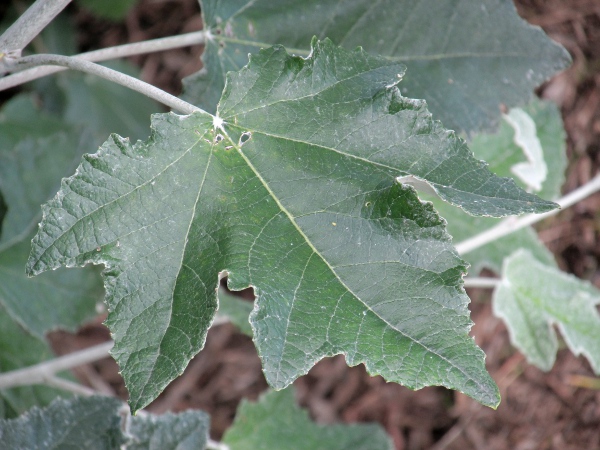 white poplar / Populus alba