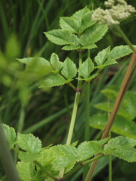 wild angelica / Angelica sylvestris