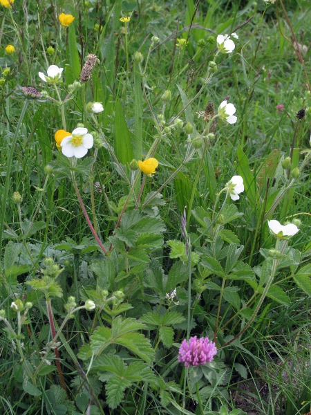 rock cinquefoil / Potentilla rupestris: _Potentilla rupestris_ is a widespread montane species in central Europe, found disjunctly in southern Scandinavia, and at 2 sites in northern Scotland and 2 sites in eastern Wales.