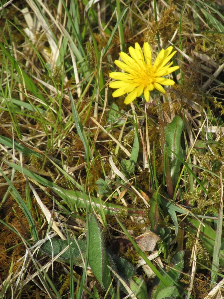 dandelions / Taraxacum sect. Palustria: The leaves of _Taraxacum palustre_ are hardly toothed, in contrast to most other dandelions.