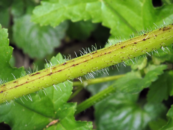 giant rhubarb / Gunnera tinctoria: The stems and petioles of _Gunnera tinctoria_ have white bristles, whereas those of _Gunnera manicata_ have red bristles.