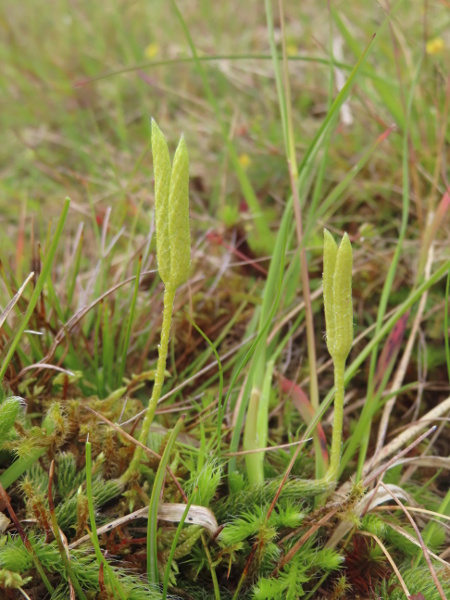 stag’s-horn clubmoss / Lycopodium clavatum: The sporangia of _Lycopodium clavatum_ are borne in groups of usually 2 or 3, on a long, bare peduncle.