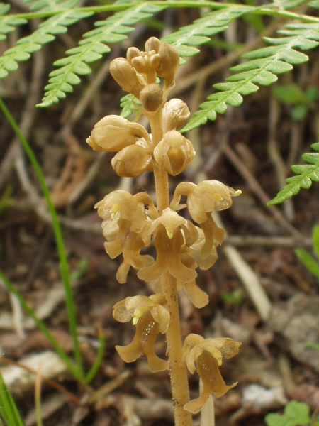 Bird’s-nest orchid / Neottia nidus-avis