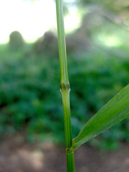 bearded couch / Elymus caninus: Stem, node and leaf base