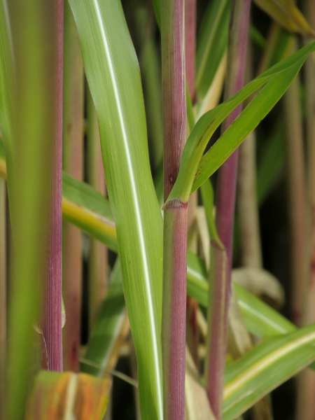 giant silver-grass / Miscanthus × giganteus: The leaves of _Miscanthus_ have a conspicuous white stripe along the midrib. The reddish colour to the sheath-base is not seen in _Miscanthus sinensis_.