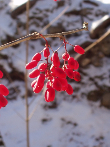 barberry / Berberis vulgaris