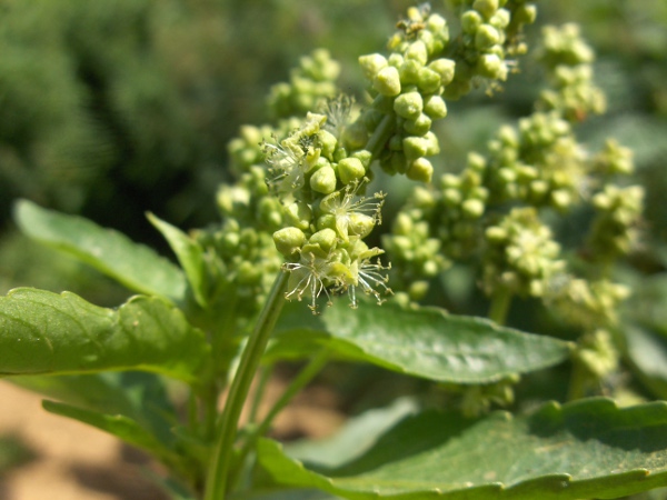 annual mercury / Mercurialis annua: _Mercurialis annua_ is generally dioecious; the male flowers are borne on long, erect pedicels, whereas female plants have nearly sessile flowers in leaf axils.