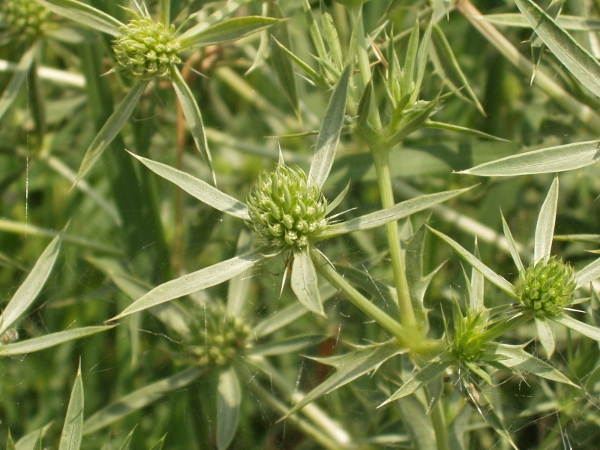 field eryngo / Eryngium campestre: _Eryngium campestre_ has deeply dissected leaves, like _Eryngium amethystinum_, but lacks the blue colouration of that species.