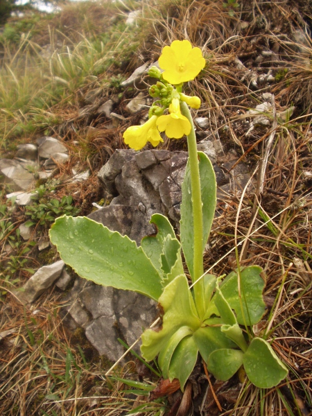 auricula / Primula auricula