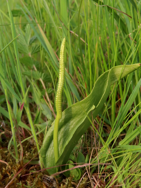 adder’s-tongue / Ophioglossum vulgatum: _Ophioglossum vulgatum_ is the largest and most widespread of our adder’s-tongue species.