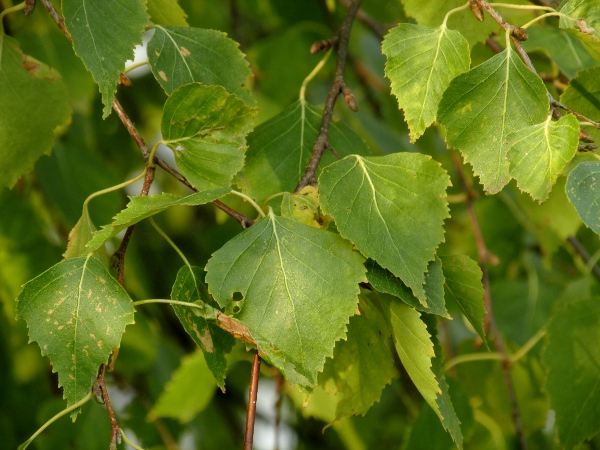 silver birch / Betula pendula: The leaves of _Betula pendula_ have sharper teeth towards the tip and a longer edge without teeth at the base than those of _Betula pubescens_.