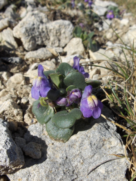 Italian toadflax / Cymbalaria pallida: _Cymbalaria pallida_ is native to the central Apennine mountains in Italy.