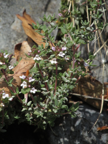 garden thyme / Thymus vulgaris