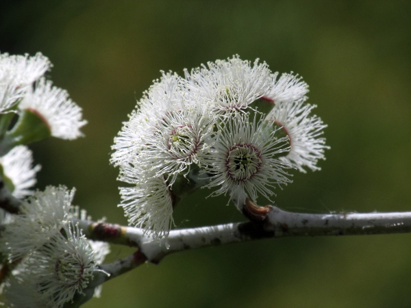 snow gum / Eucalyptus niphophila: Flowers