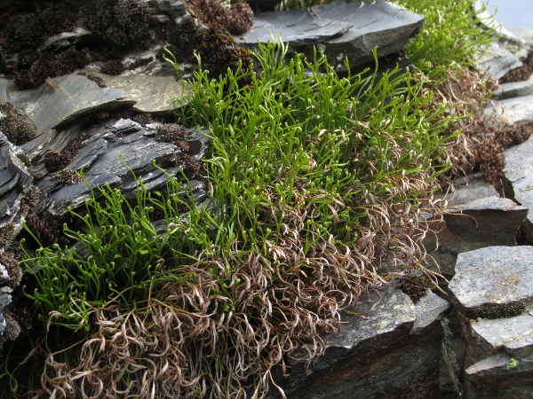 forked spleenwort / Asplenium septentrionale: _Asplenium septentrionale_ is a rare fern of acidic rock crevices in Wales, the Lake District, and scattered sites in Scotland, the Pennines, Dartmoor and on Errisbeg (VCH16).