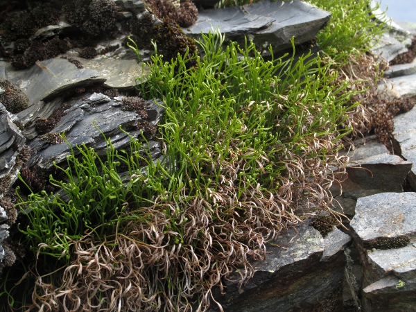 forked spleenwort / Asplenium septentrionale