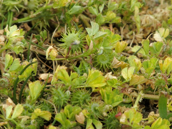 toothed medick / Medicago polymorpha: _Medicago polymorpha_ differs from other _Medicago_ species only in small details of the fruit that are hard to describe in words.