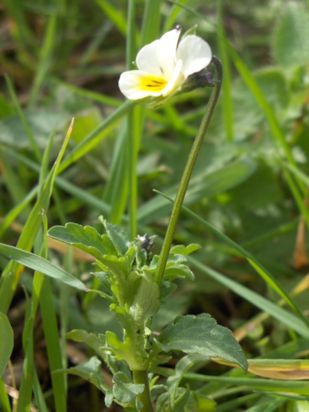 field pansy / Viola arvensis: _Viola arvensis_ is a common weed of arable fields.