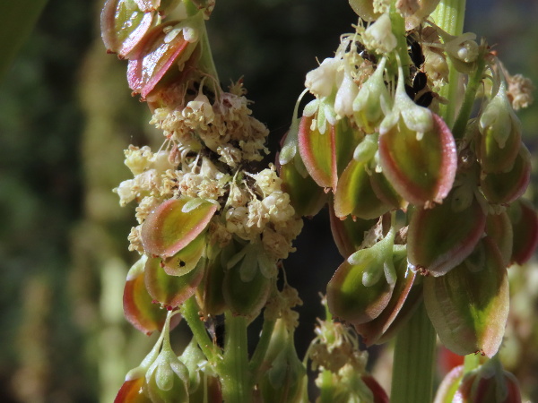 rhubarb / Rheum × rhabarbarum: Unlike _Rumex_ species, _Rheum_ flowers have 9 stamens, and the outer tepals do not enlarge after flowering.