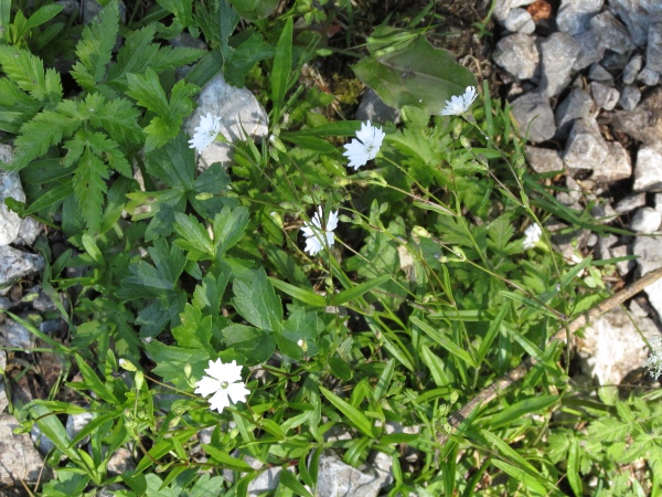 Alpine campion / Silene alpestris: _Silene alpestris_ is native to the eastern Alps and Balkans; it has become naturalised in a few upland areas, chiefly in Scotland.