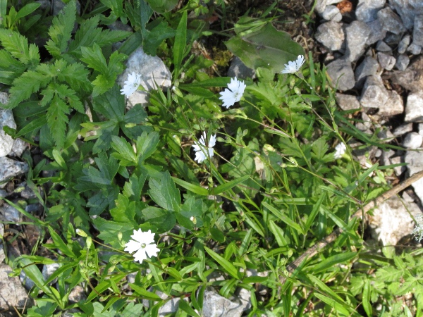 Alpine campion / Silene alpestris