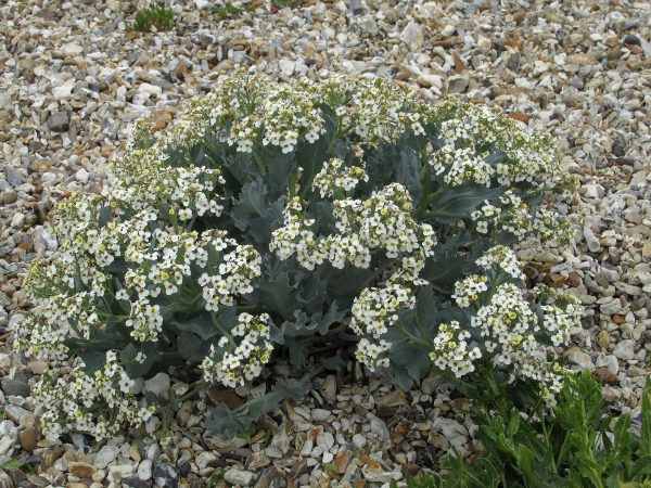 sea kale / Crambe maritima