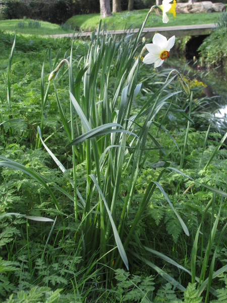 Salisbury’s daffodil / Narcissus radiiflorus: _Narcissus radiiflorus_ is grown in gardens and very occasionally escapes, but is much rarer in the wild than _Narcissus poeticus_.
