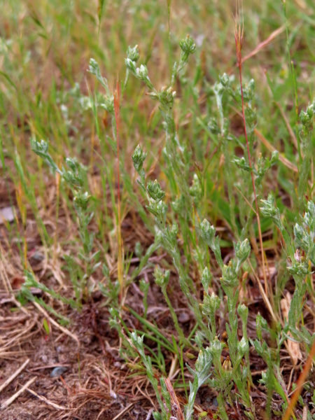 small cudweed / Logfia minima: _Logfia minima_ is an annual plant of open sandy areas.