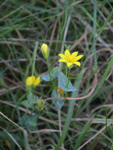 yellow-wort / Blackstonia perfoliata: The sepals of _Blackstonia perfoliata_ are narrow and spiral round each other before the flower opens.