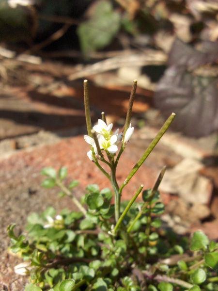 hairy bitter-cress / Cardamine hirsuta: Flowers and developing fruit