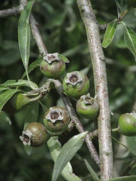 willow-leaved pear / Pyrus salicifolia: The fruits of _Pyrus salicifolia_ are only around an inch long.